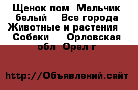 Щенок пом. Мальчик белый  - Все города Животные и растения » Собаки   . Орловская обл.,Орел г.